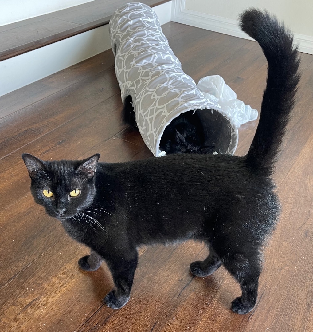 Enlarge Ila, a Adoptable Domestic Short Hair in Los Angeles, CA image 5/6