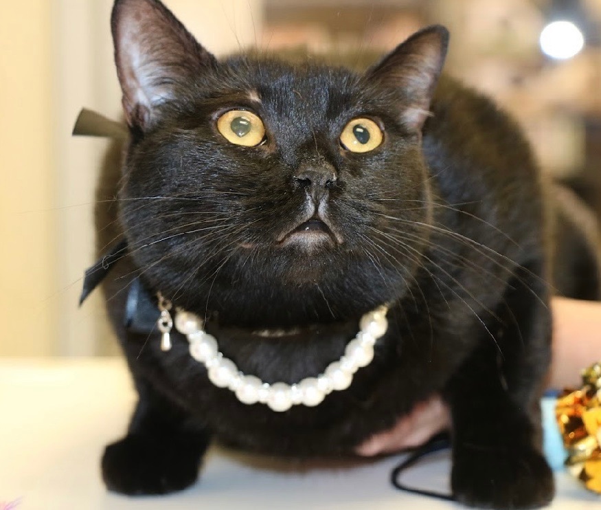 Enlarge Ila, a Adoptable Domestic Short Hair in Los Angeles, CA image 6/6