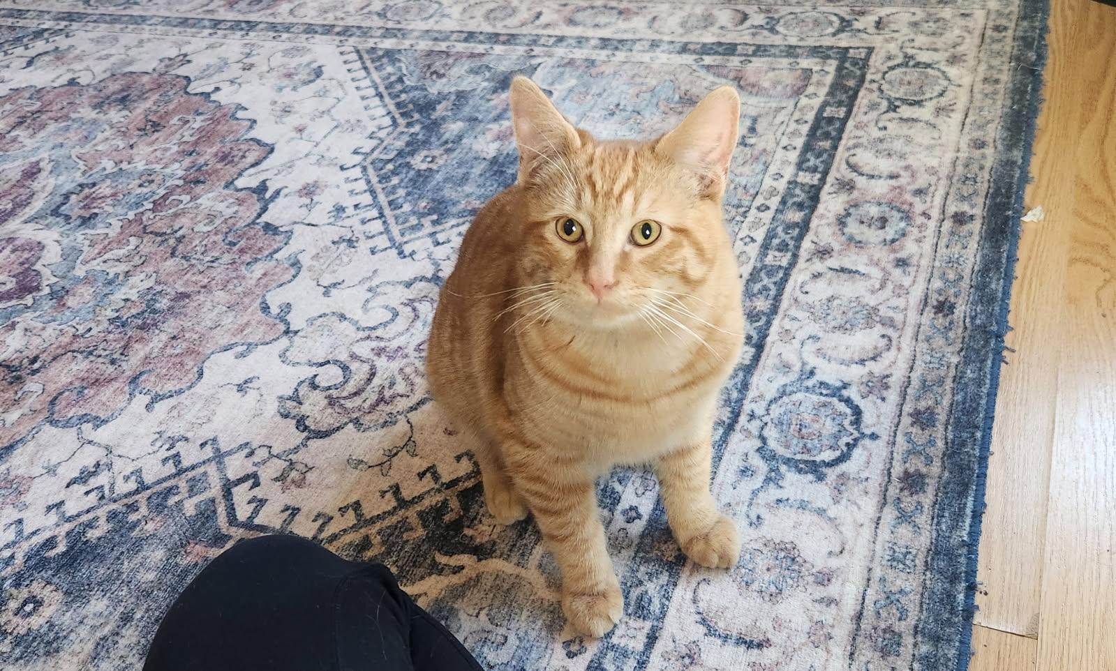 Enlarge Hanz, a Adopted Domestic Short Hair in Rio Linda, CA image 1/3