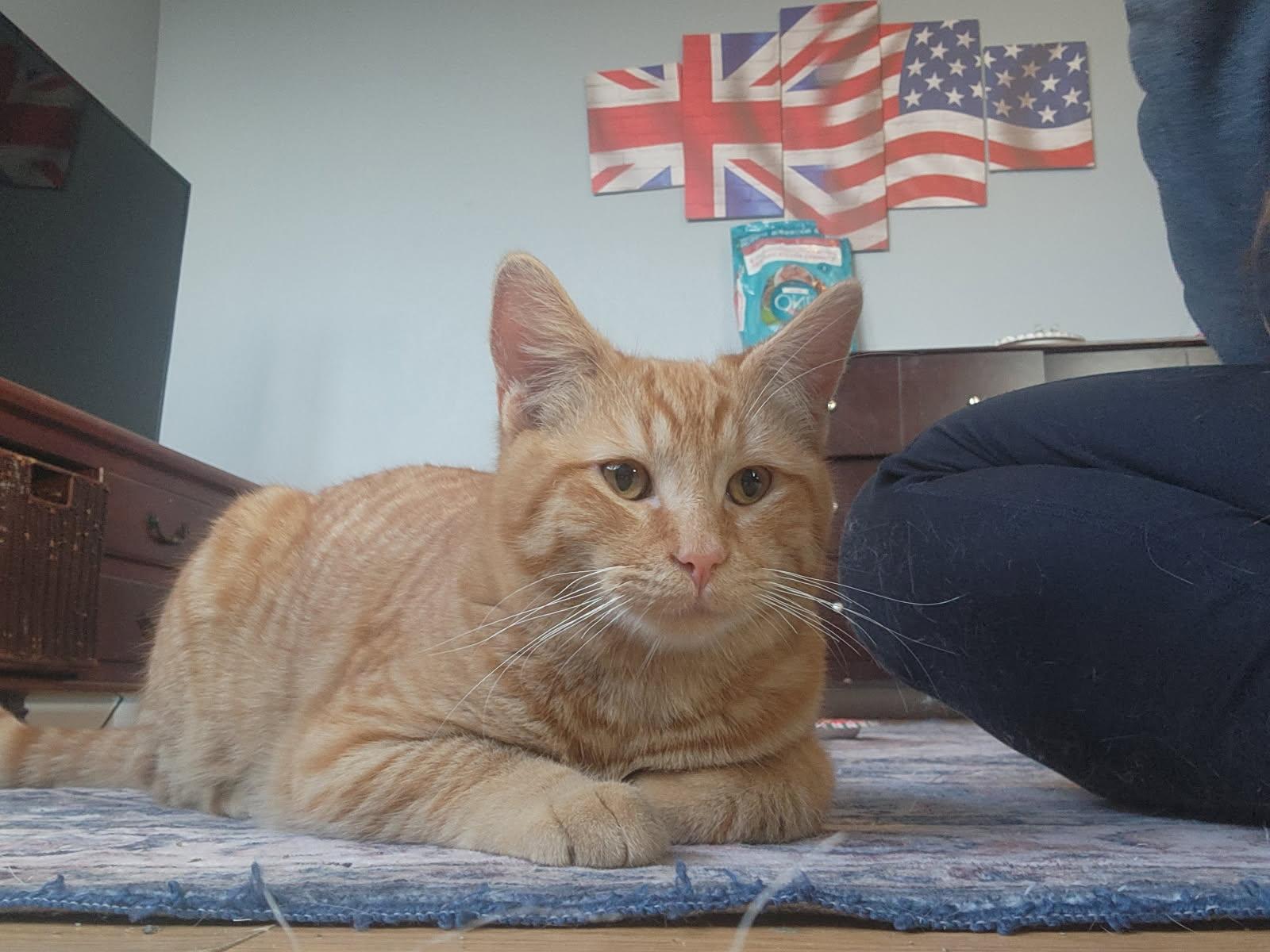 Enlarge Hanz, a Adopted Domestic Short Hair in Rio Linda, CA image 2/3