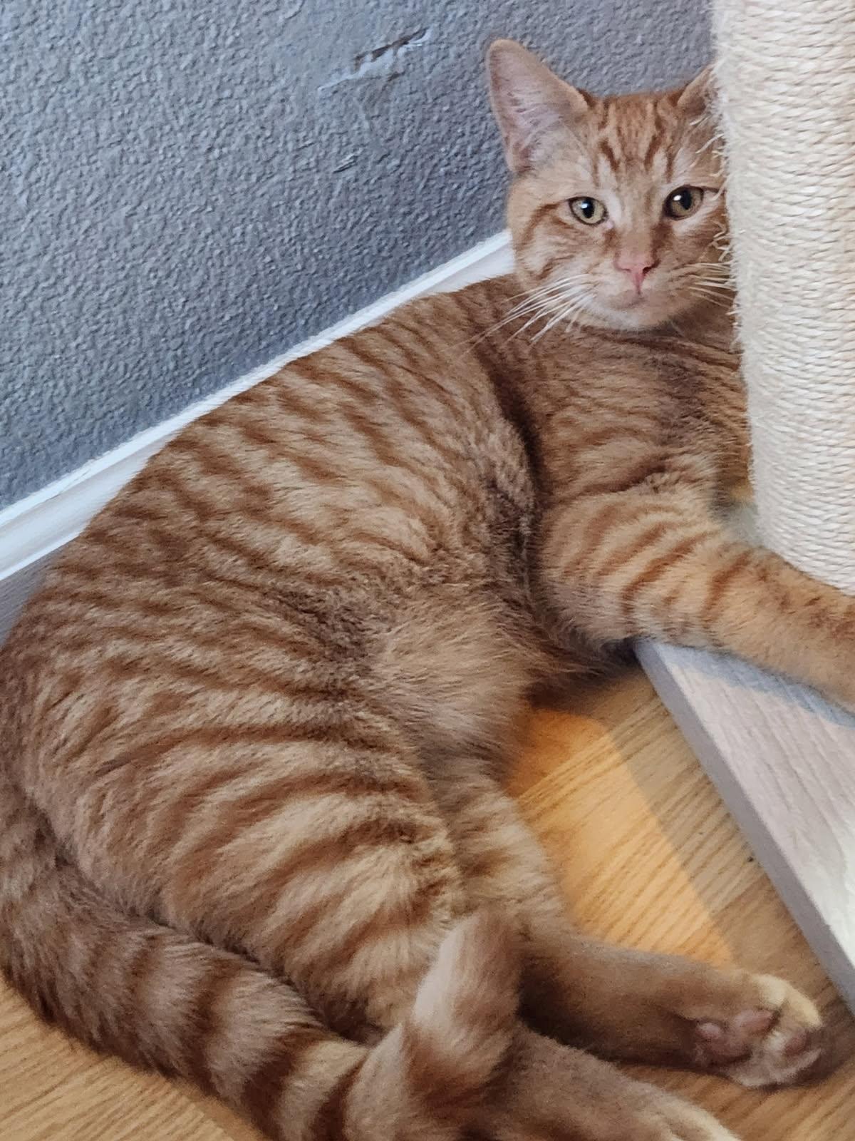 Enlarge Hanz, a Adopted Domestic Short Hair in Rio Linda, CA image 3/3