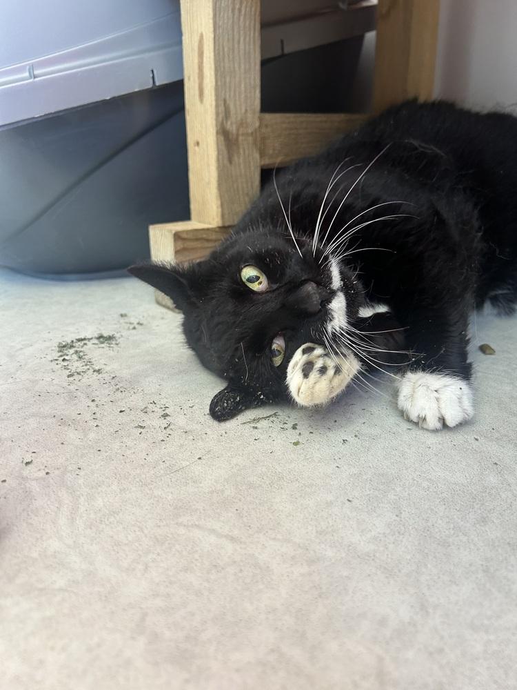 Enlarge Ellie, a Adoptable mixed breed in Salmon, ID image 1/3