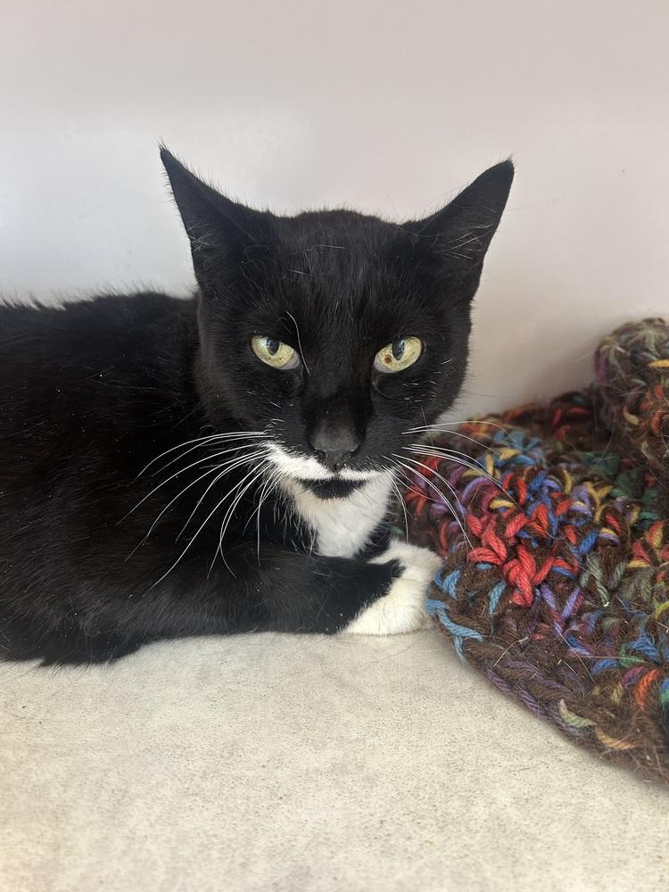 Enlarge Ellie, a Adoptable mixed breed in Salmon, ID image 2/3