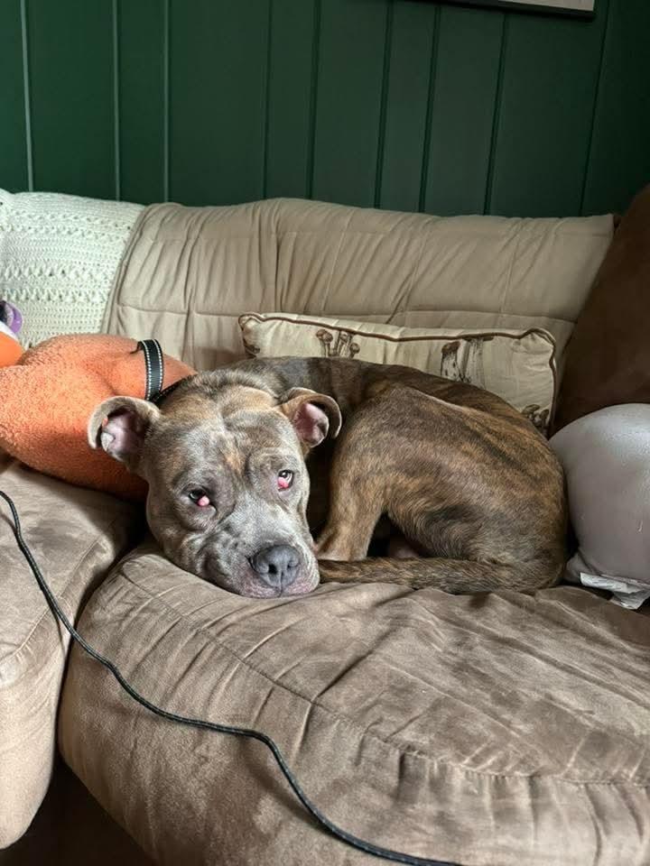 Frank fka Finch, a Adoptable mixed breed in Wausau, WI image 1/5