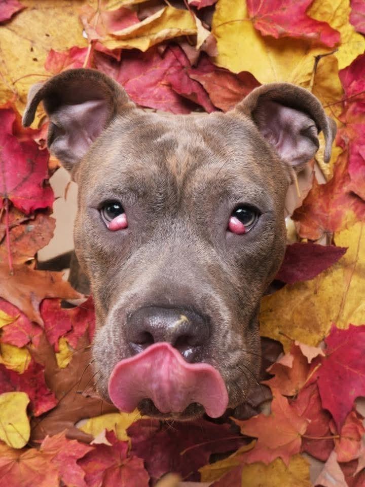 Frank fka Finch, a Adoptable mixed breed in Wausau, WI image 2/5