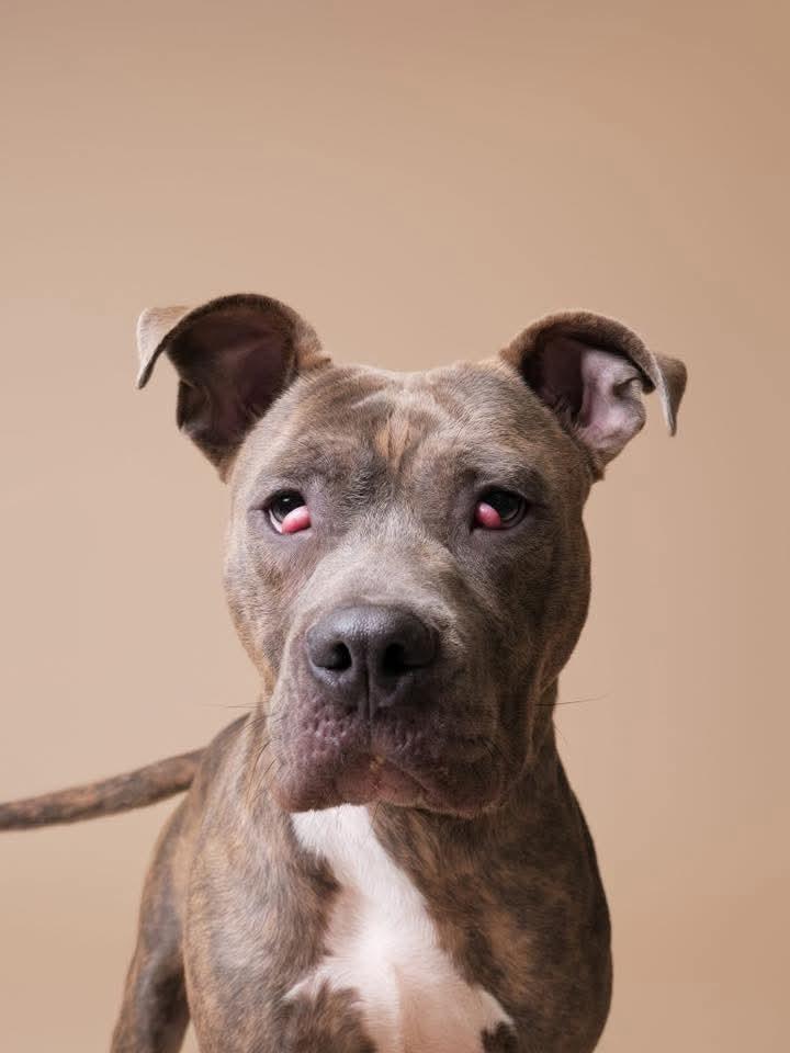 Frank fka Finch, a Adoptable mixed breed in Wausau, WI image 3/5
