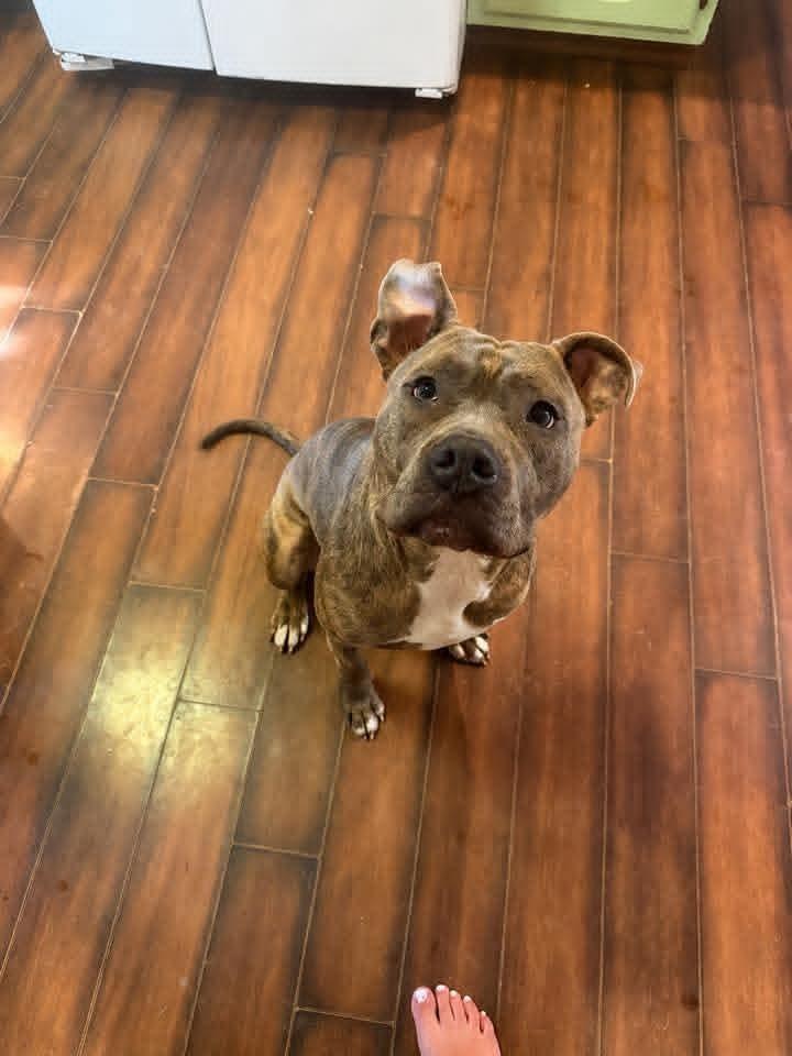 Frank fka Finch, Adoptable, Young Male Pit Bull Terrier.
