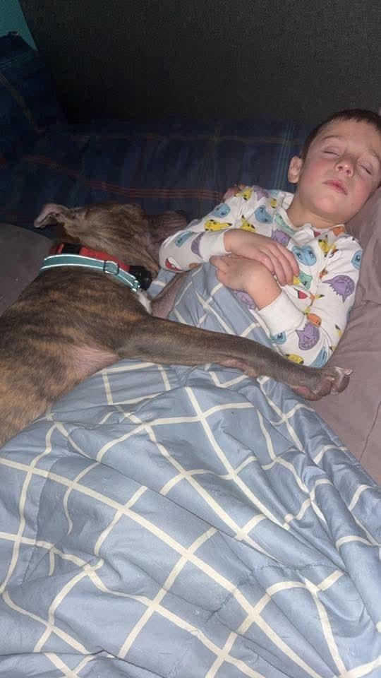 Enlarge Frank fka Finch, a Adoptable mixed breed in Wausau, WI image 1/5