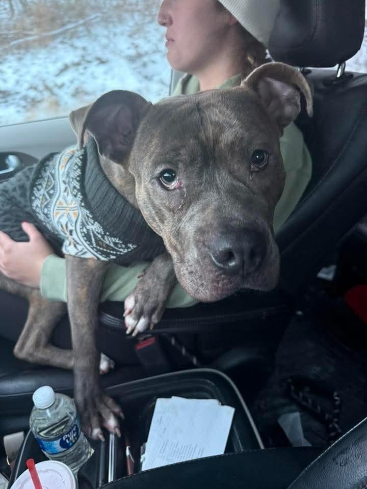 Enlarge Frank fka Finch, a Adoptable mixed breed in Wausau, WI image 2/5