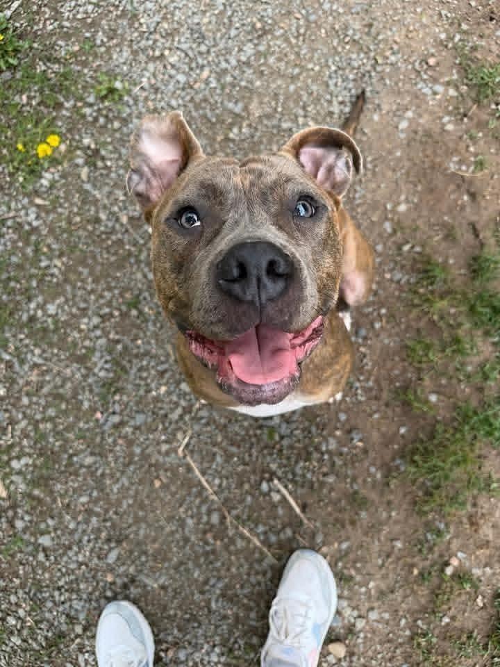 Frank fka Finch, a Adoptable mixed breed in Wausau, WI image 2/6