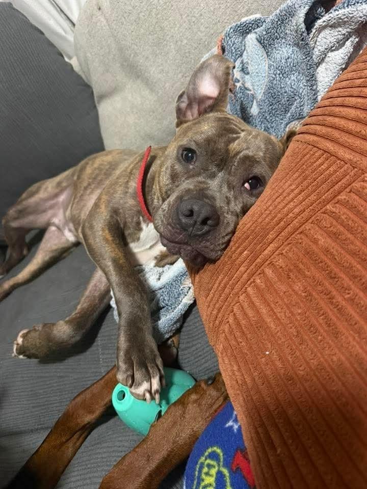 Frank fka Finch, a Adoptable mixed breed in Wausau, WI image 3/6