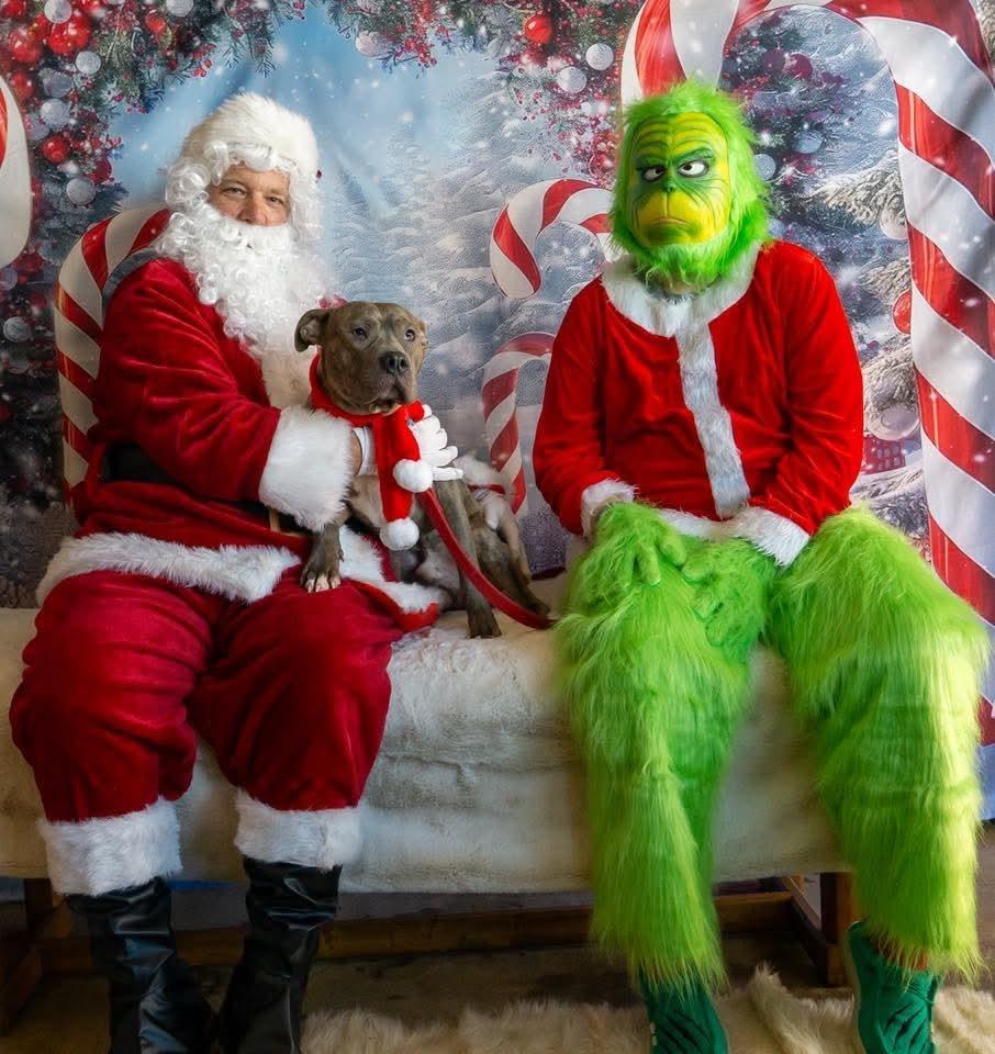 Enlarge Frank fka Finch, a Adoptable mixed breed in Wausau, WI image 3/5