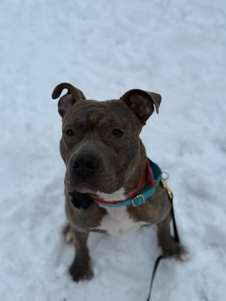 Enlarge Frank fka Finch, a Adoptable mixed breed in Wausau, WI image 4/5