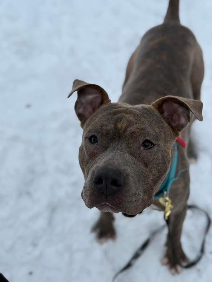 Enlarge Frank fka Finch, a Adoptable mixed breed in Wausau, WI image 5/5