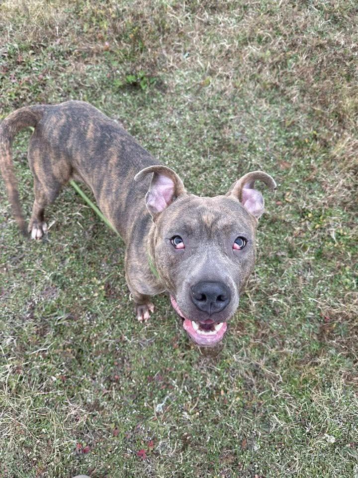 Frank fka Finch, a Adoptable mixed breed in Wausau, WI image 5/5