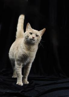 Honey , Adoptable, Adult Female Domestic Short Hair.