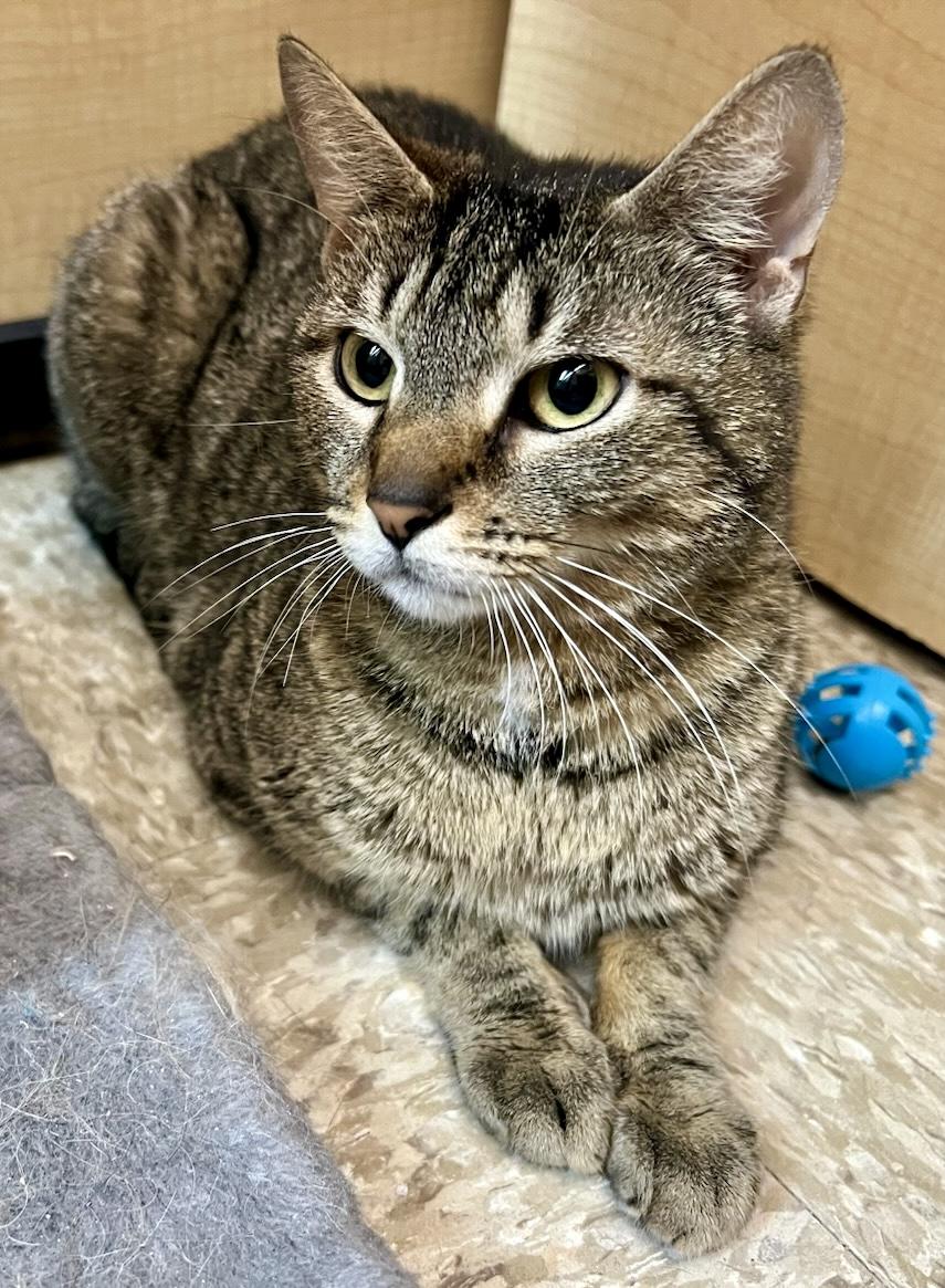 Fontina, ADOPTABLE, Adult Female Domestic Short Hair & Tabby.