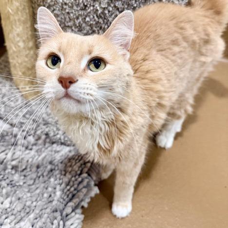 Bailey, Adoptable, Adult Female Domestic Short Hair.