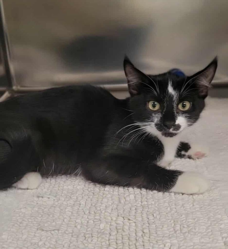 Enlarge Ying, a Adopted mixed breed in Sunrise Beach, MO image 1/3