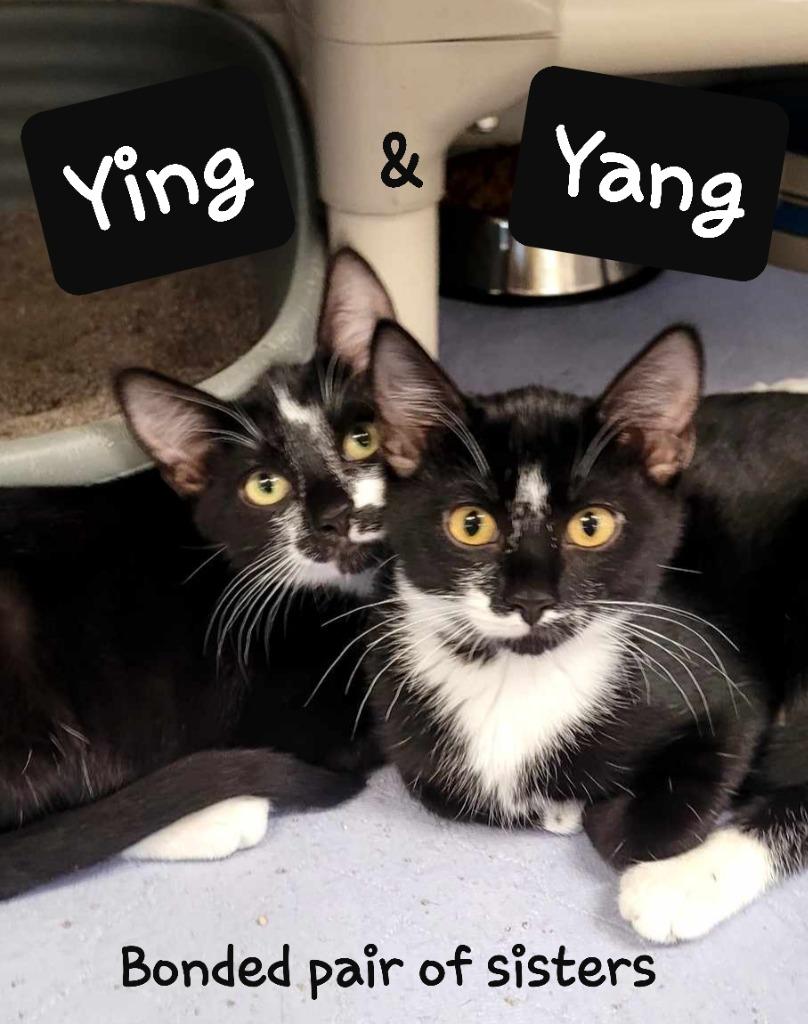 Enlarge Ying, a Adopted mixed breed in Sunrise Beach, MO image 3/3