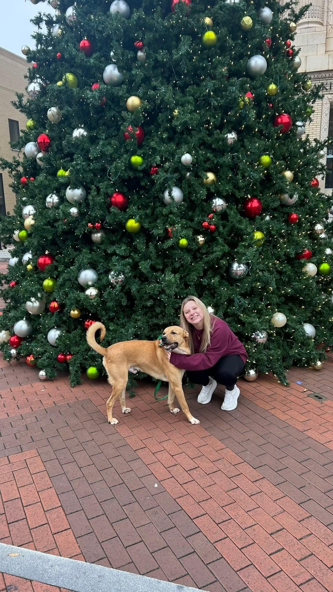 Chance, a ADOPTABLE mixed breed in Pelzer, SC image 2/4