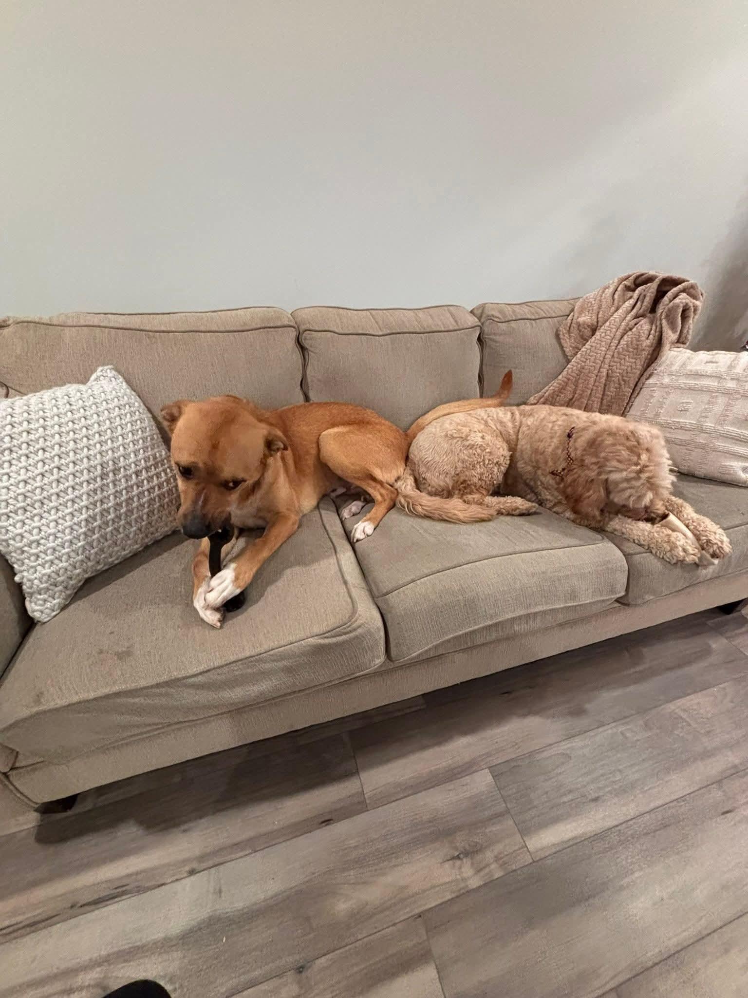 Chance, a ADOPTABLE mixed breed in Pelzer, SC image 3/4