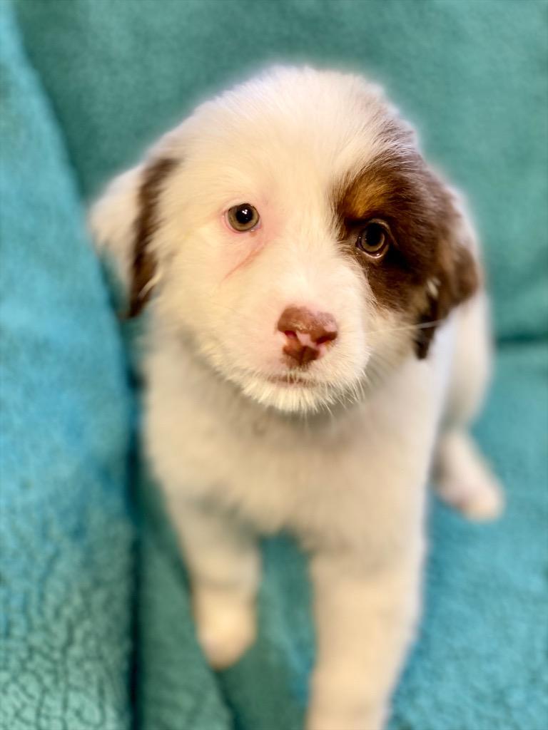 Enlarge Fiona, a Adoptable mixed breed in Urbandale, IA image 1/1