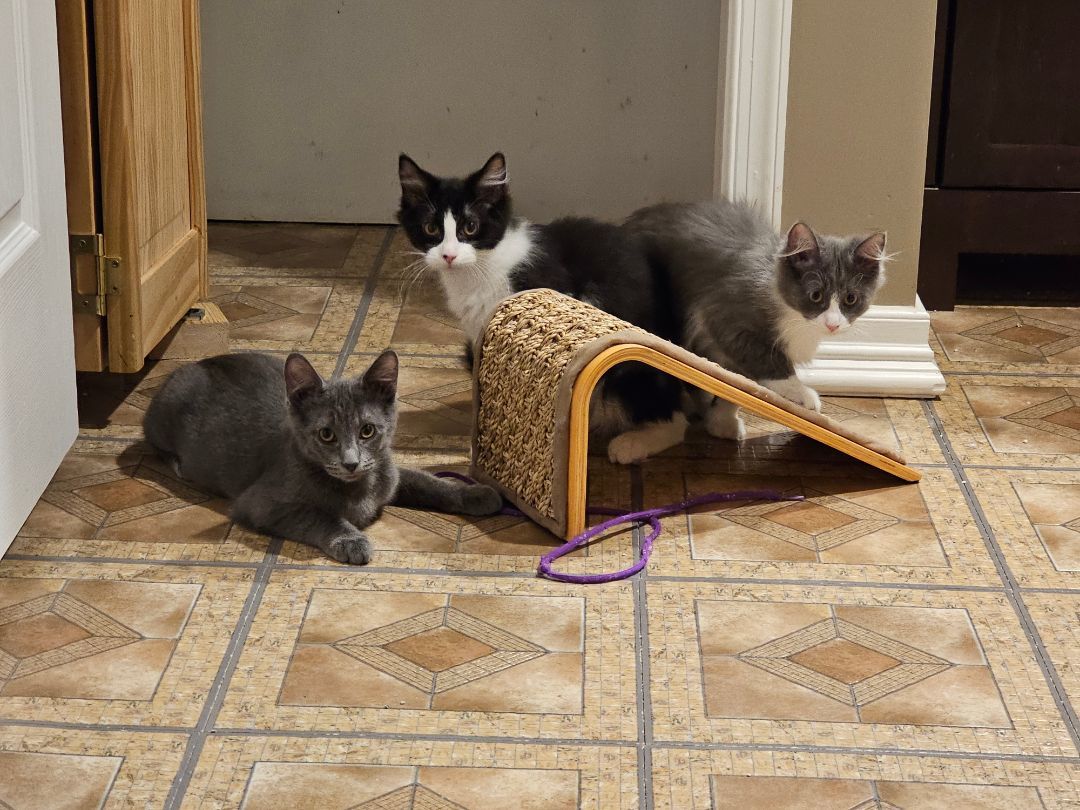DELTA (MUST BE ADOPTED WITH A SIBLING) 5