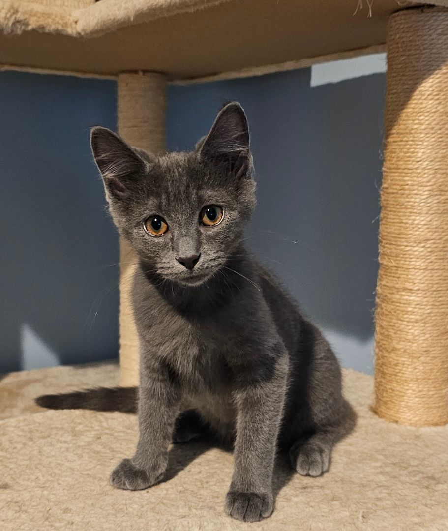 DELTA (MUST BE ADOPTED WITH A SIBLING)