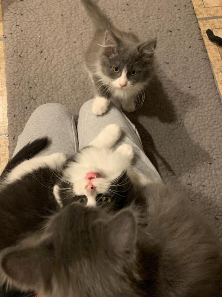 DELTA (MUST BE ADOPTED WITH A SIBLING) 4