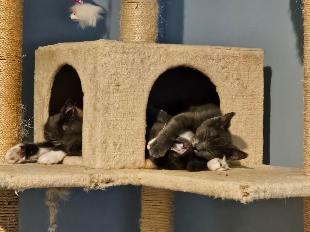 DELTA (MUST BE ADOPTED WITH A SIBLING) 6
