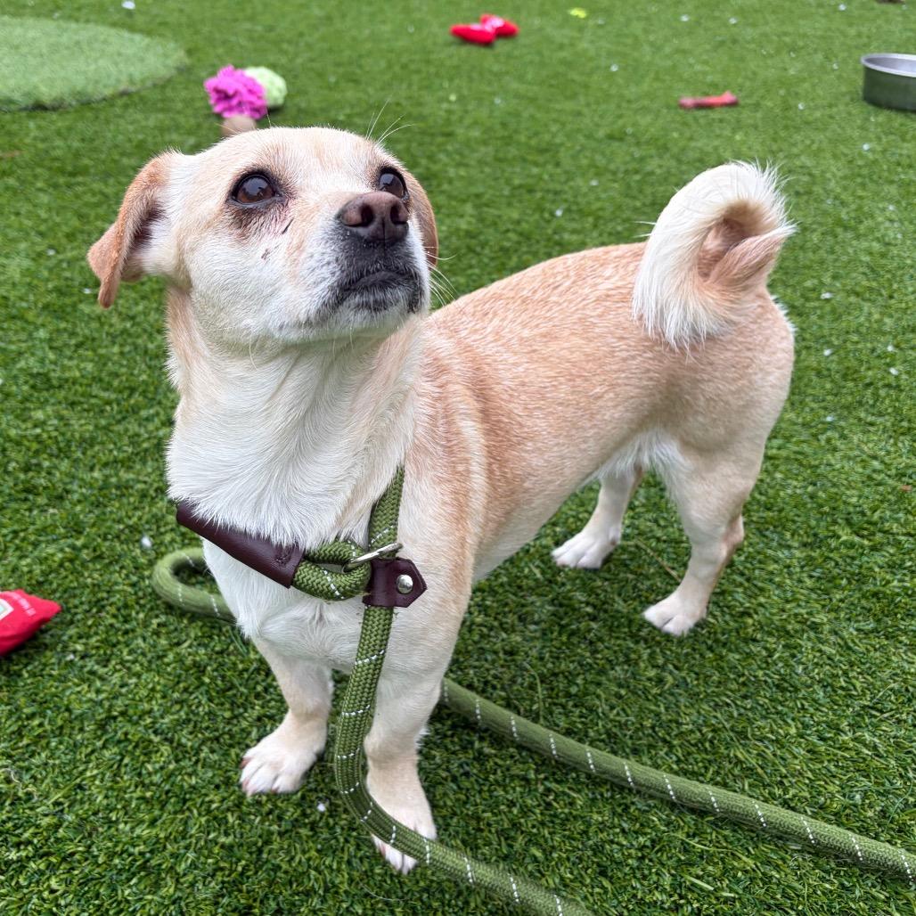 Enlarge Pepsi, a Adoptable mixed breed in Bedford, NH image 1/1