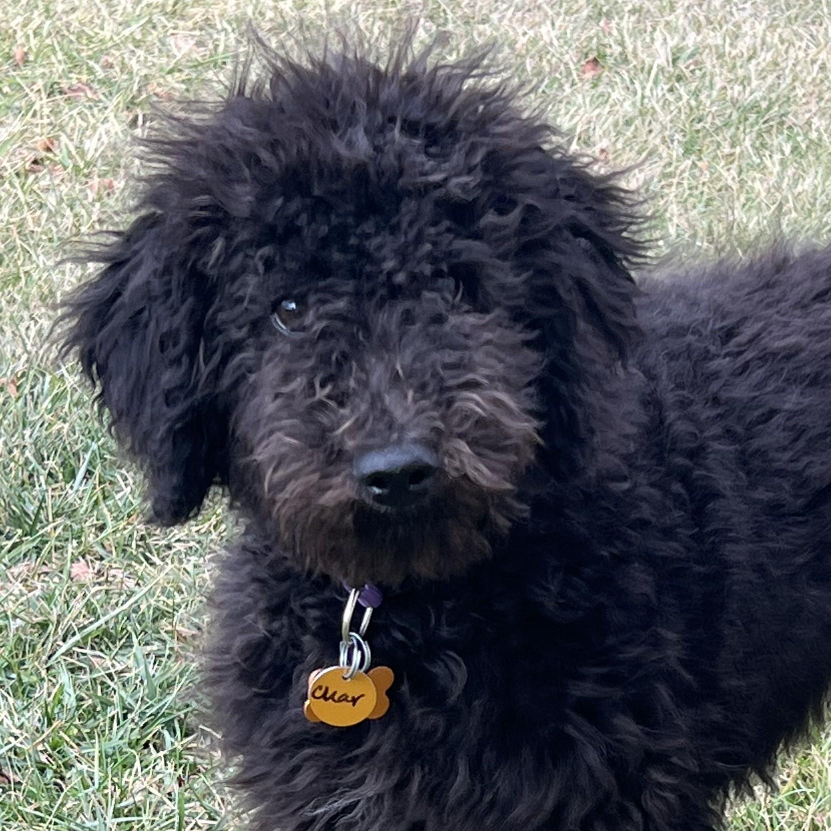 Char, adopted, Puppy Female Standard Poodle.