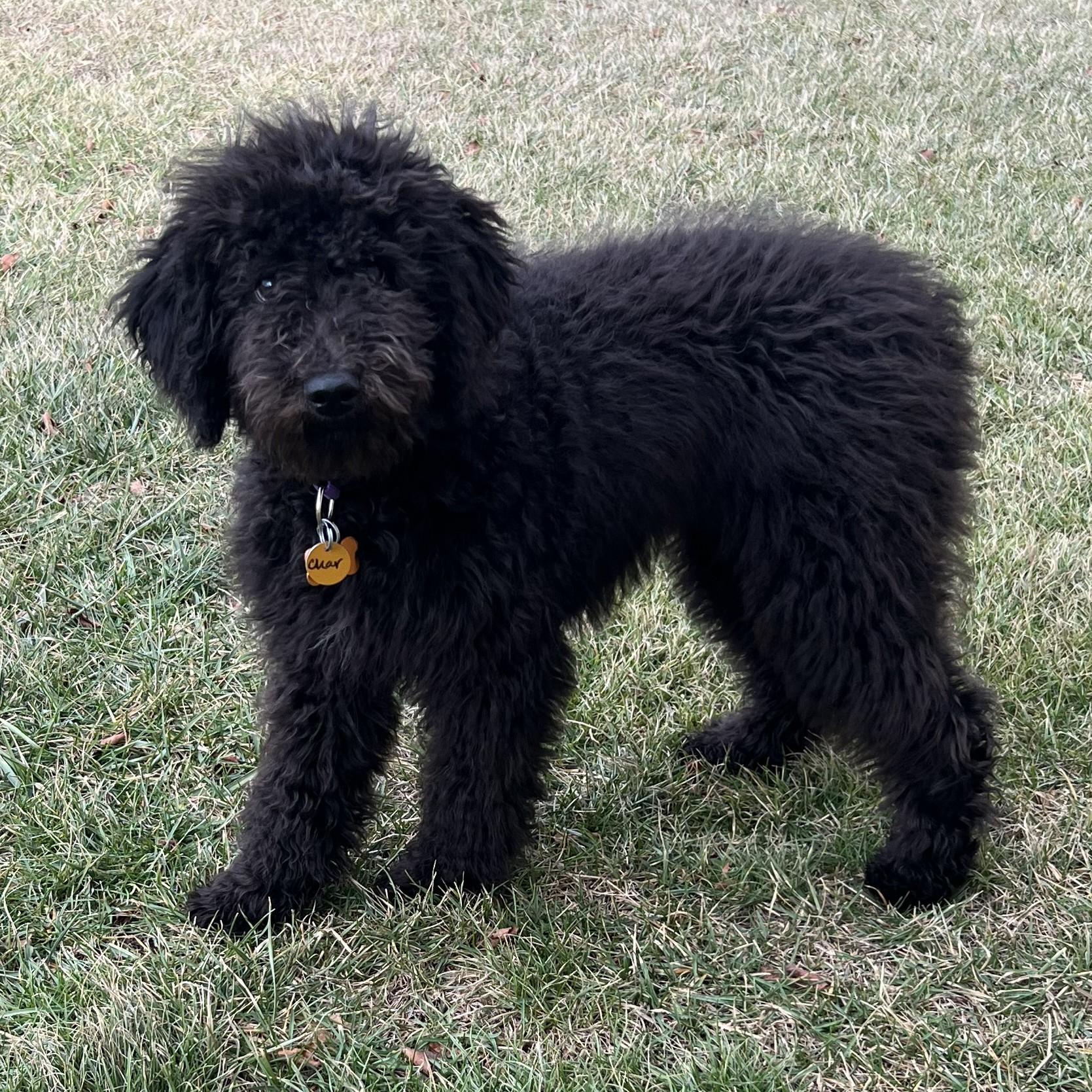 Enlarge Char, an adopted mixed breed in Normal, IL image 4/6