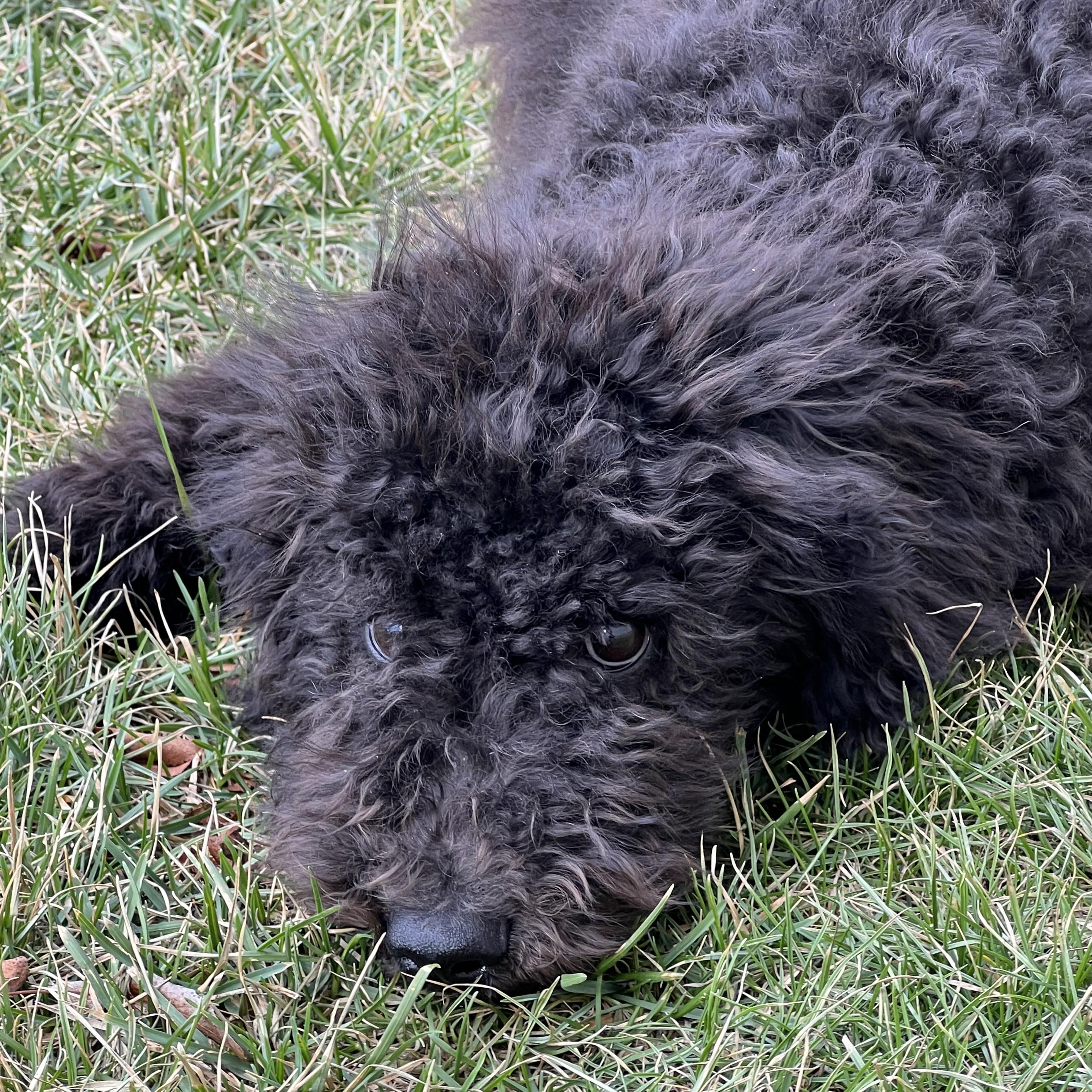 Enlarge Char, an adopted mixed breed in Normal, IL image 6/6