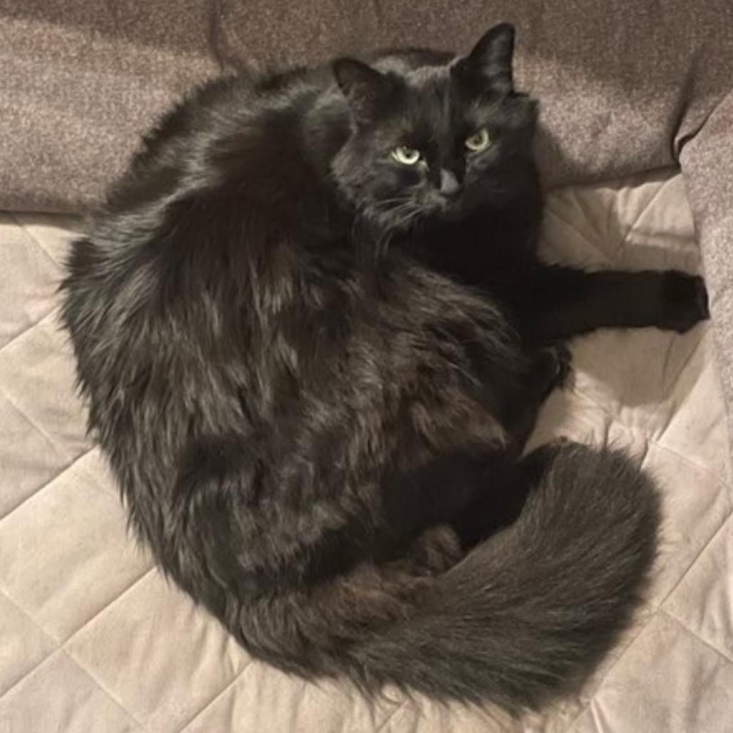 Teddy, Adoptable, Senior Male Domestic Medium Hair.