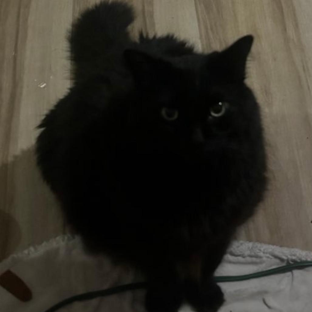 Enlarge Teddy, a Adoptable Domestic Medium Hair in Las Vegas, NV image 2/5