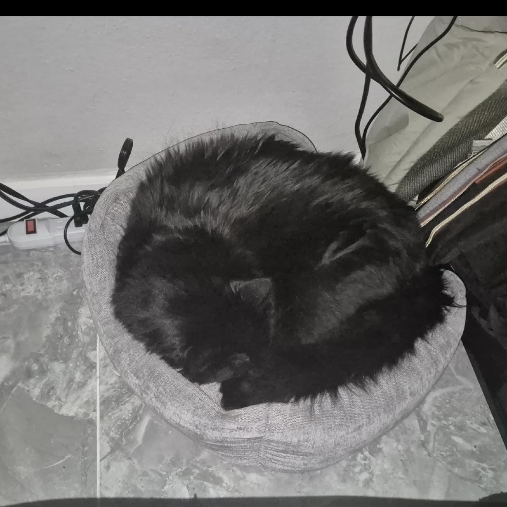 Enlarge Teddy, a Adoptable Domestic Medium Hair in Las Vegas, NV image 3/5