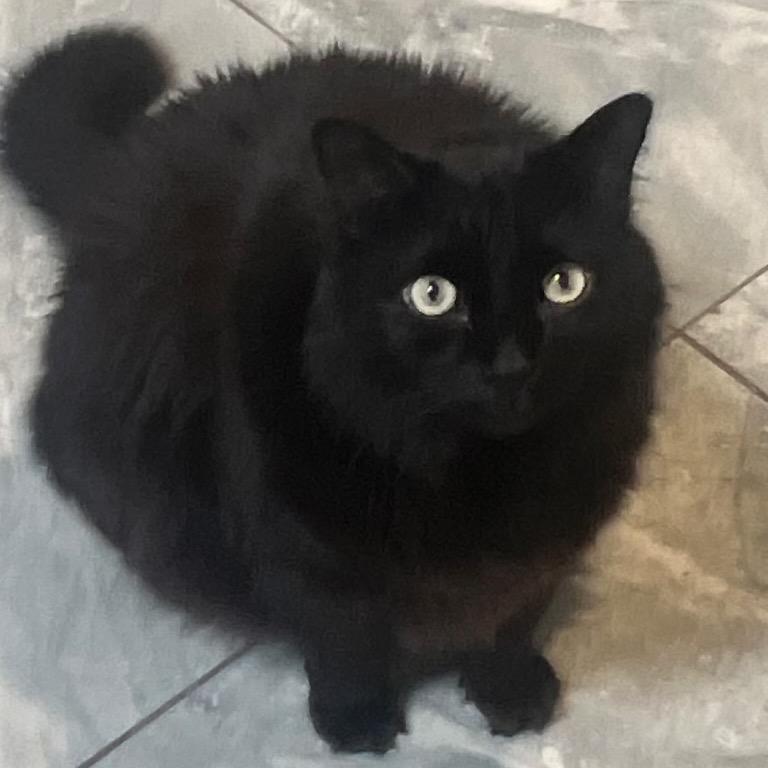Enlarge Teddy, a Adoptable Domestic Medium Hair in Las Vegas, NV image 4/6