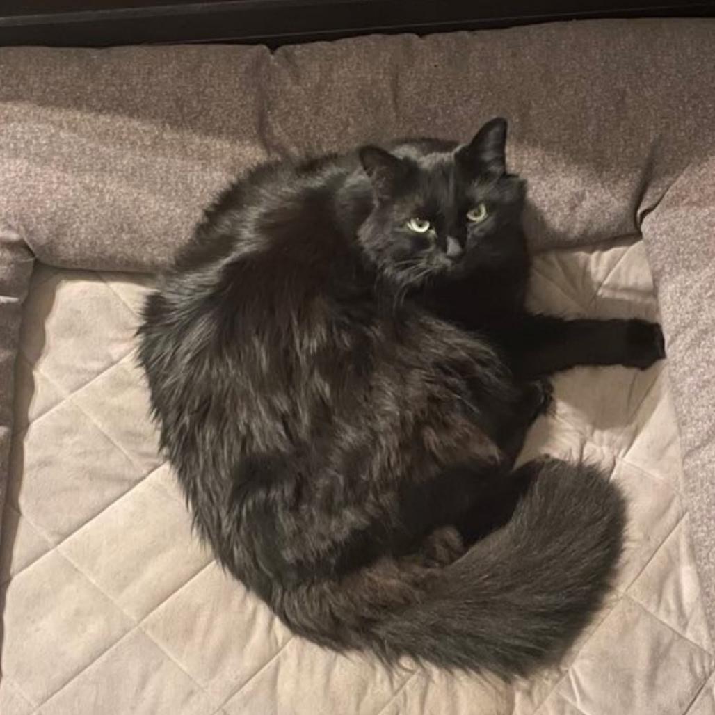 Enlarge Teddy, a Adoptable Domestic Medium Hair in Las Vegas, NV image 4/5