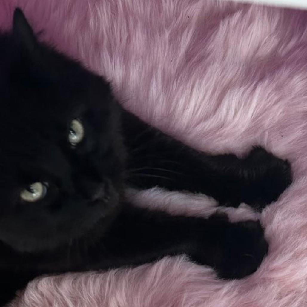 Enlarge Teddy, a Adoptable Domestic Medium Hair in Las Vegas, NV image 5/5