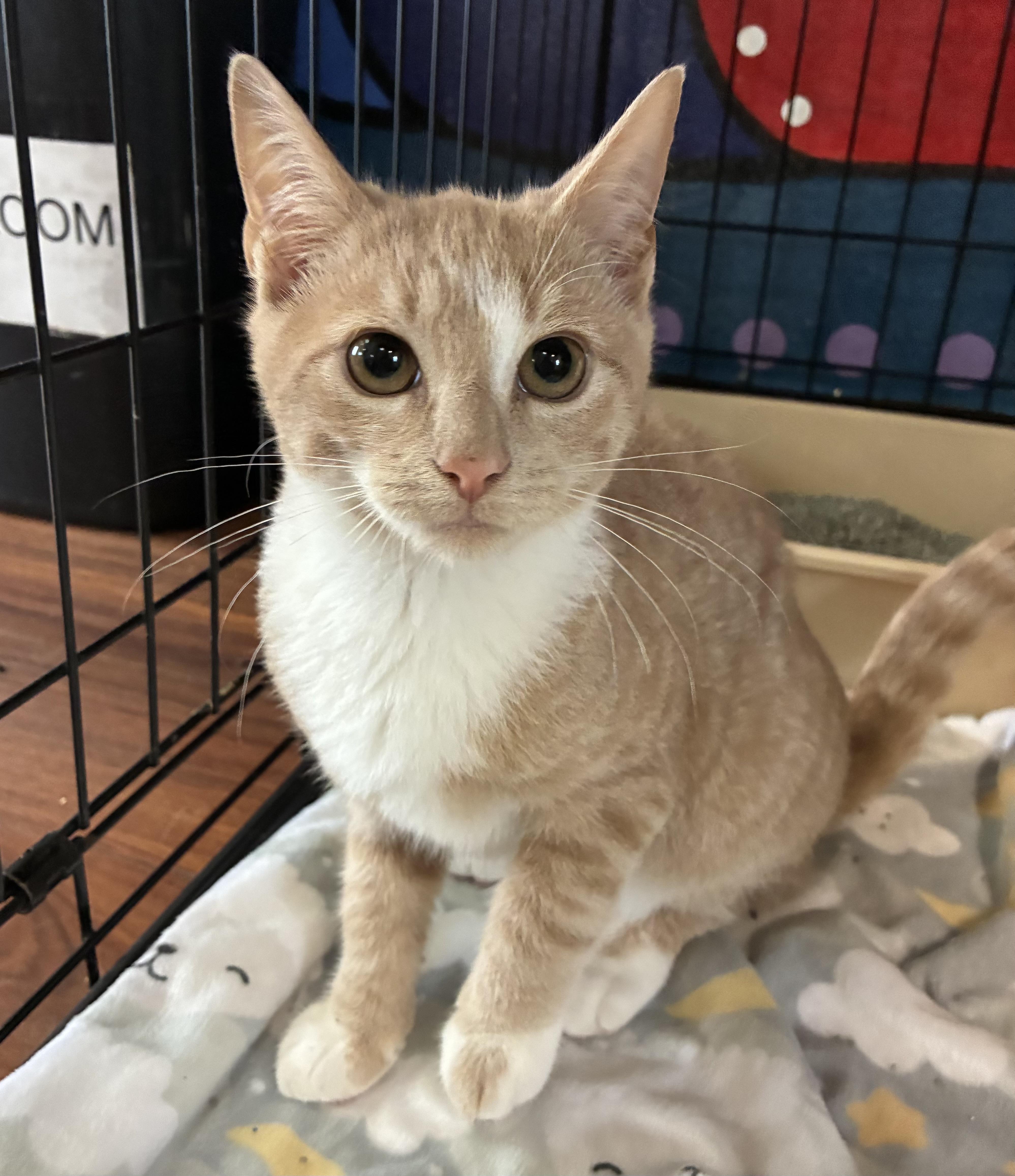 Enlarge Simba, a ADOPTABLE Domestic Short Hair in Breinigsville, PA image 1/3