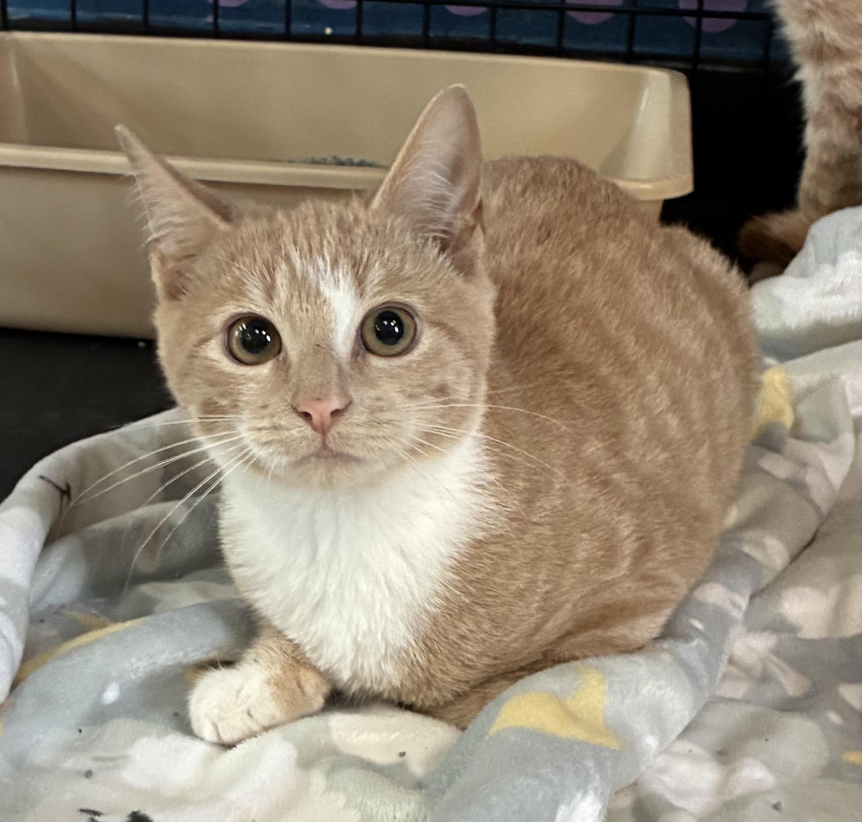 Enlarge Simba, a ADOPTABLE Domestic Short Hair in Breinigsville, PA image 2/3