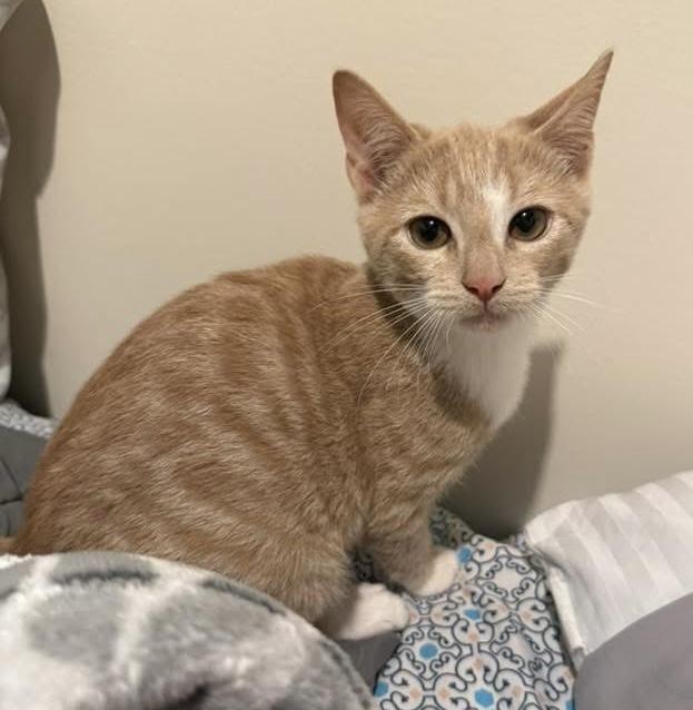 Enlarge Simba, a ADOPTABLE Domestic Short Hair in Breinigsville, PA image 3/3