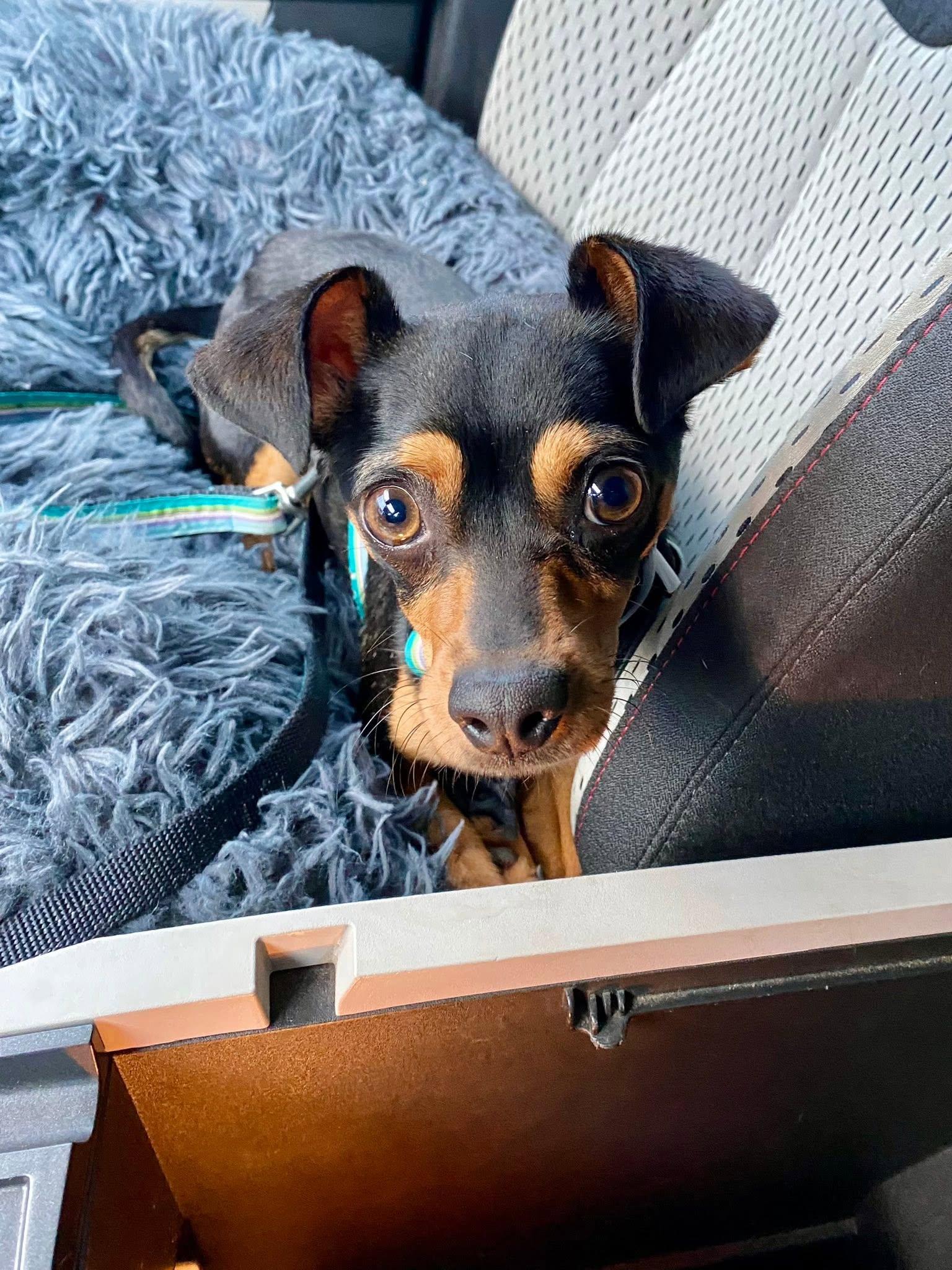 Sasha, a ADOPTABLE mixed breed in Houston, TX image 2/6