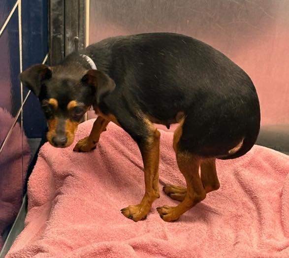 Sasha, a ADOPTABLE mixed breed in Houston, TX image 5/6