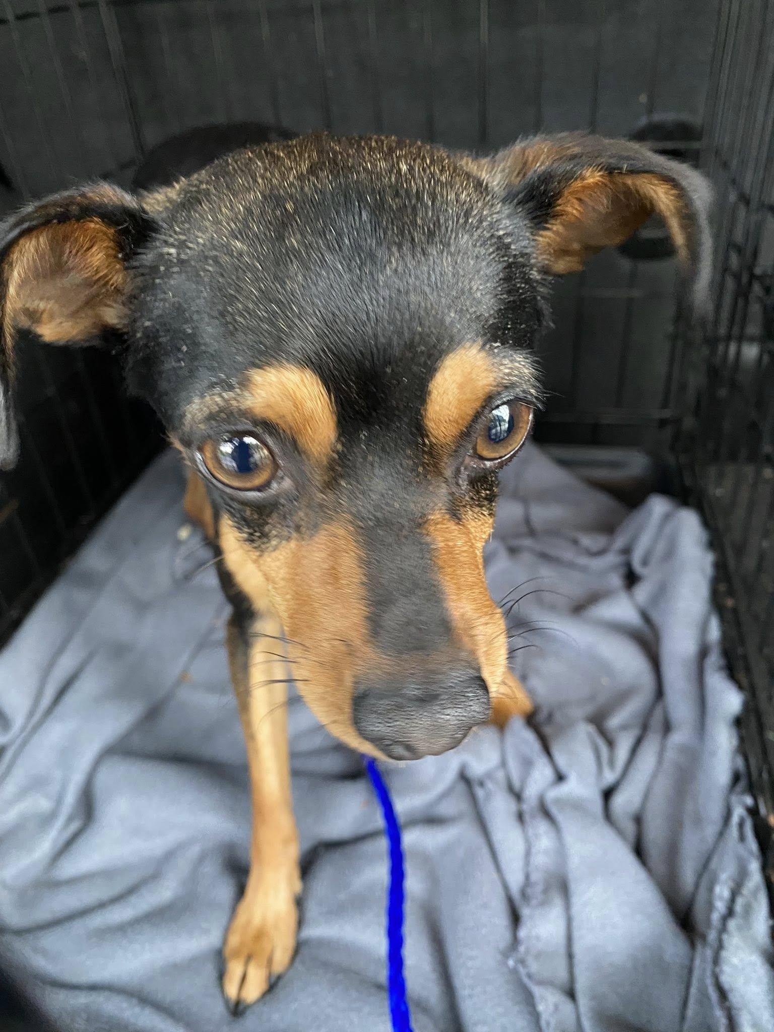 Sasha, a ADOPTABLE mixed breed in Houston, TX image 4/6
