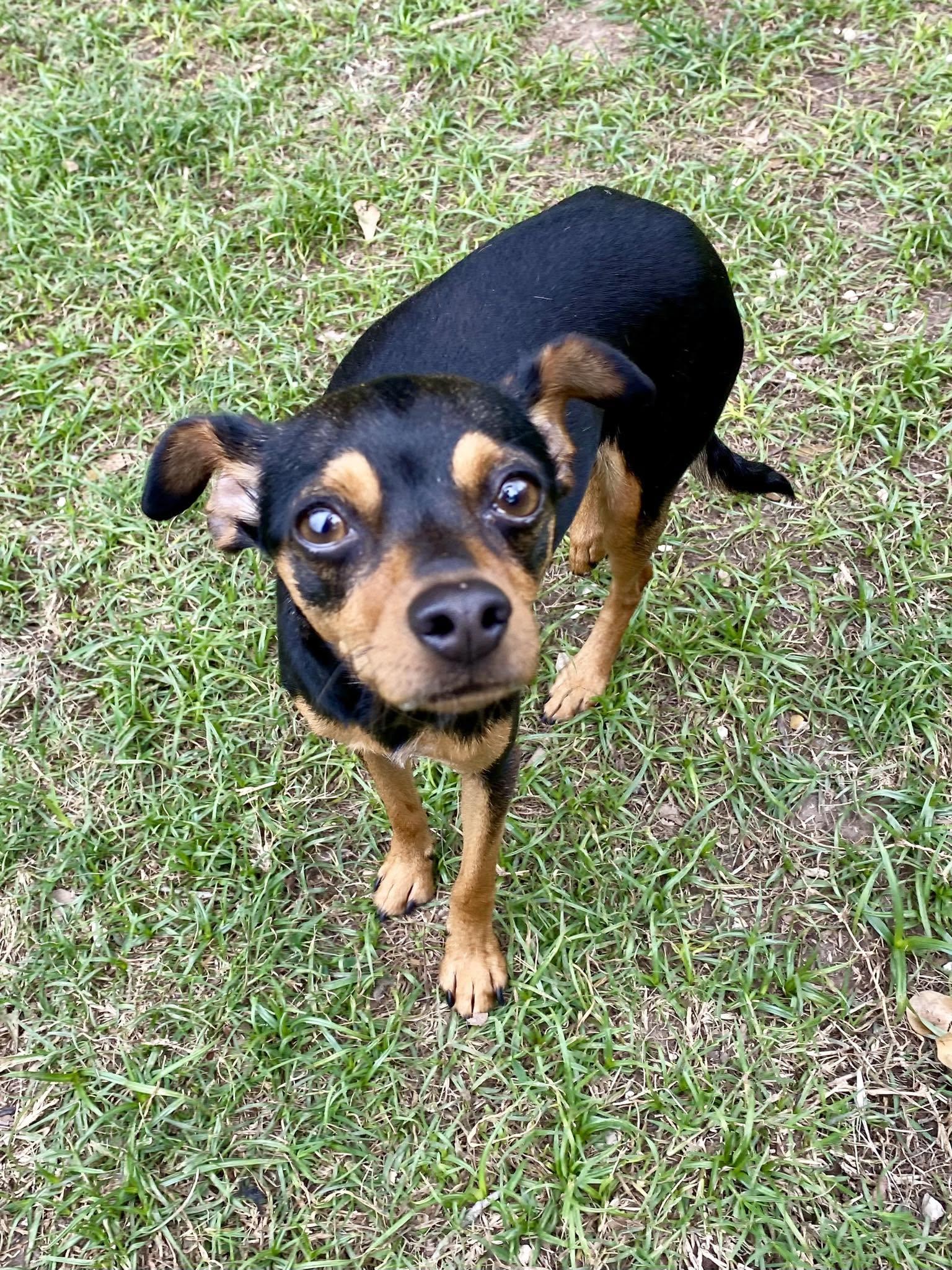 Sasha, ADOPTABLE, Young Female Miniature Pinscher.