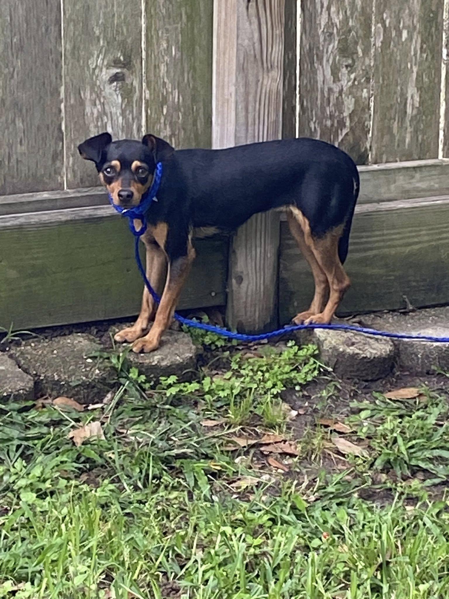 Sasha, a ADOPTABLE mixed breed in Houston, TX image 3/6