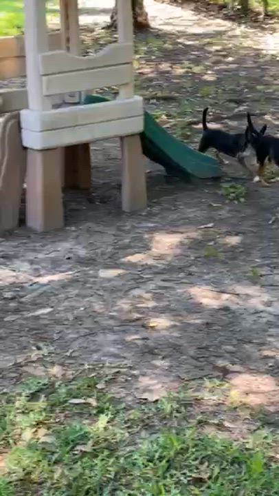Enlarge Sasha, a ADOPTABLE mixed breed in Houston, TX video 6/6